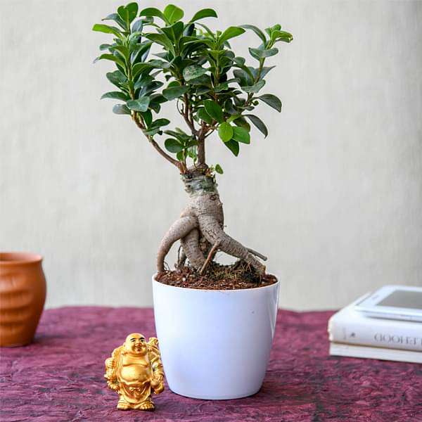 rrrve-gifts-wish-good-luck-with-ficus-bonsai-and-laughing-buddha-16969427845260_600x600