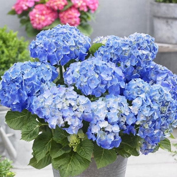 s s b -hydrangea-macrophylla-blue-plant_600x600