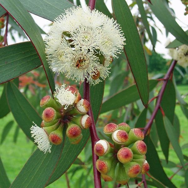 saaaa-eucalyptus-tree-nilgiri-tree-plant_600x600