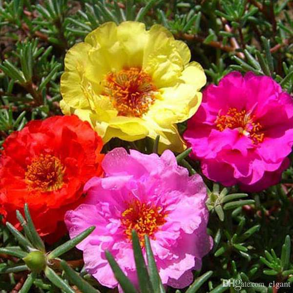 sabb-plants-portulaca-9-o-clock-any-color-plant-16969219768460_600x600