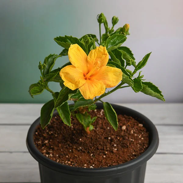 sabbg-plants-hibiscus-gudhal-flower-yellow-plant-in-grower-round-black-pot-933541_600x600