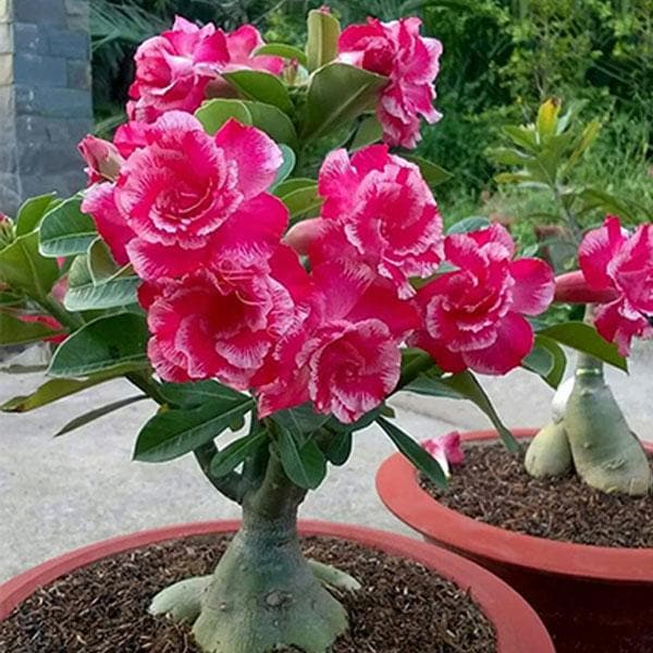 sabj-adenium-plant-desert-rose-grafted-any-color-plant_600x600