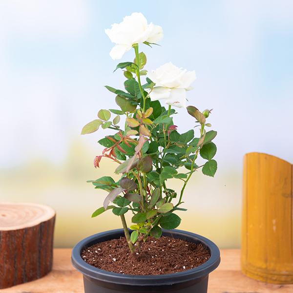 sas-g-rose-white-plant_600x600