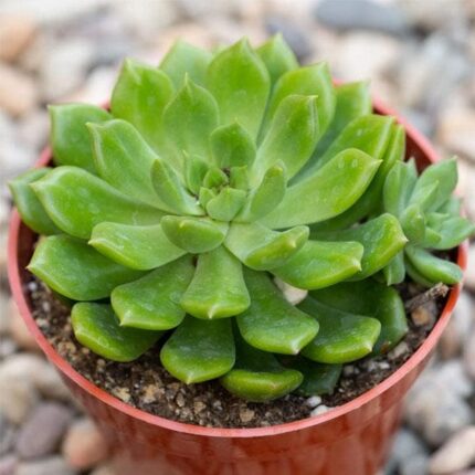 Sedeveria Green Rose - Succulent Plant