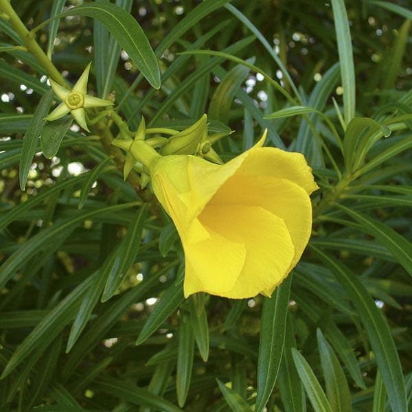 savb-cascabela-thevetia-yellow-oleander-bitti-yellow-plant_600x600