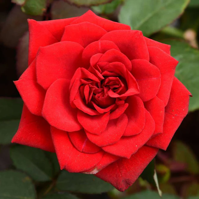 saz-plants-rose-red-plant-16969265840268_669x669