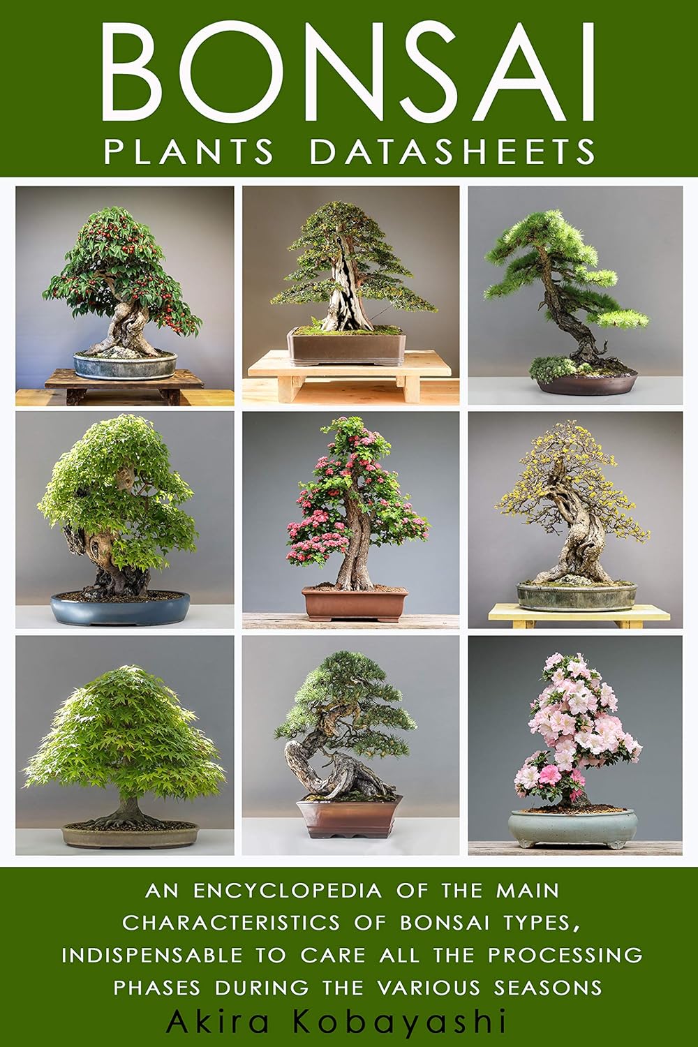 sb bonsai