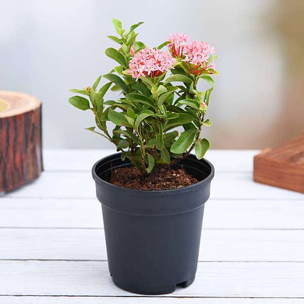 sb-g-plants-ixora-mini-dwarf-pink-plant_600x600