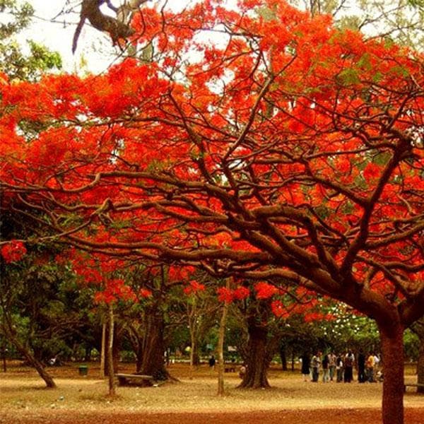 sb-gulmohar-tree-delonix-regia-plant_600x600