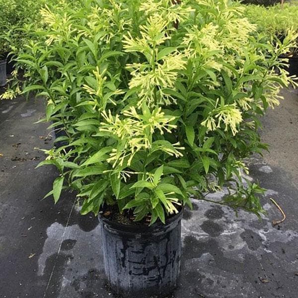 sbb b-raat-ki-rani-raat-rani-night-blooming-jasmine-plant_600x600