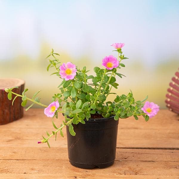 sbb-g-portulaca-oleracea-10-O-clock-pink-plant_600x600