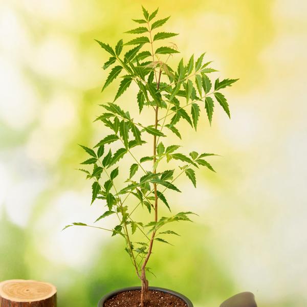 sbb-neem-tree-azadirachta-indica-plant_600x600