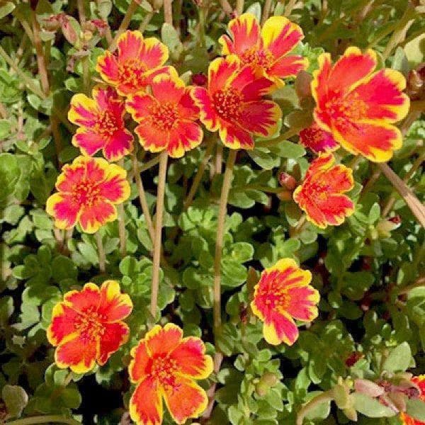 sbb-portulaca-10-o-clock-sunshine-plant_600x600
