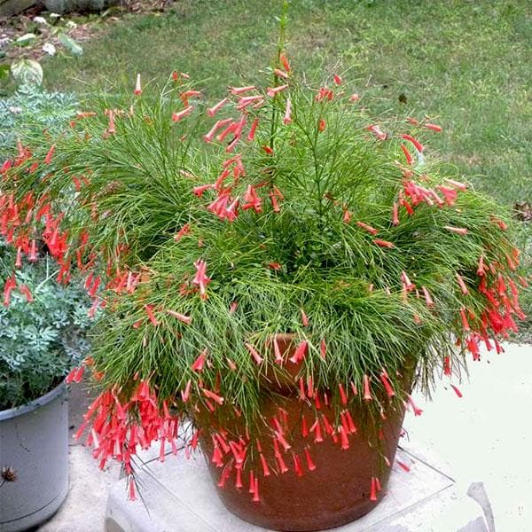 sbb-russelia-red-plant_600x600