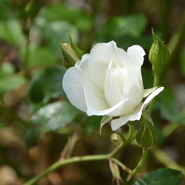 sbbb-english-rose-white-plant_600x600