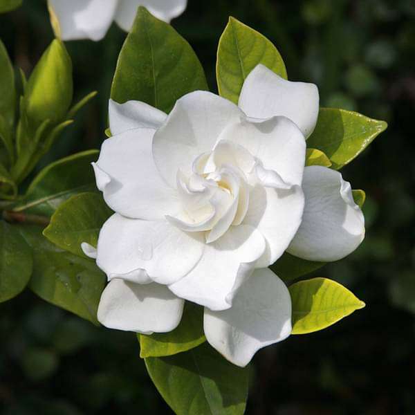 sbbb-plants-gardenia-dwarf-ananta-dwarf-plant-16968871805068_600x600