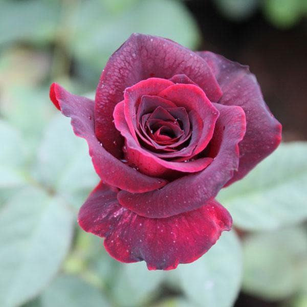 sbbb-rose-maroon-plant_600x600