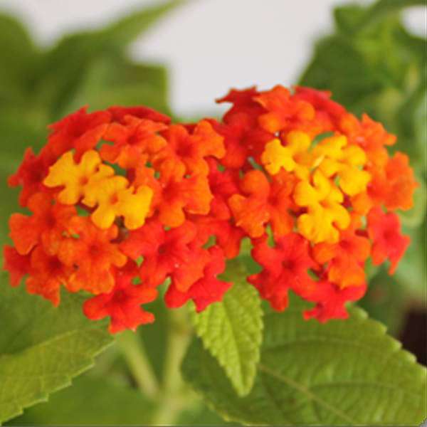 sbbbb-plants-lantana-camara-red-haldi-kumkum-plant-16968993570956_600x600