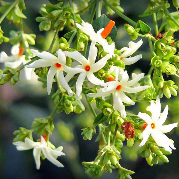 sbbbbb-plants-parijat-tree-parijatak-night-flowering-jasmine-plant-16969158688908_600x600