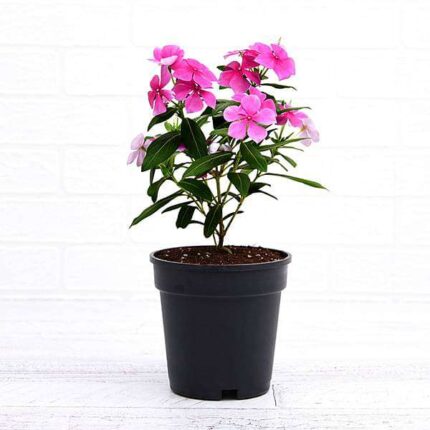 Vinca, Catharanthus roseus (Lavender) - Plant