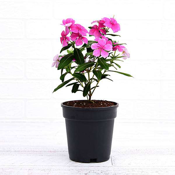 sbbbbbb-plants-vinca-catharanthus-roseus-lavender-plant-16969419915404_600x600