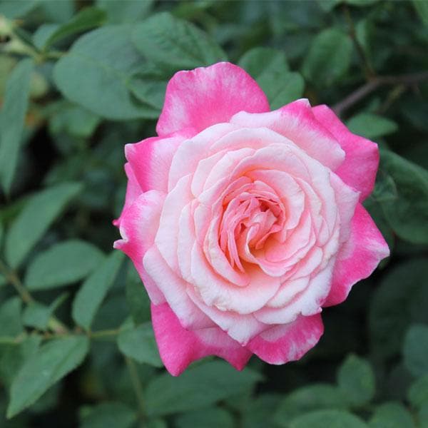 sbbbl-rose-white-pink-plant_600x600