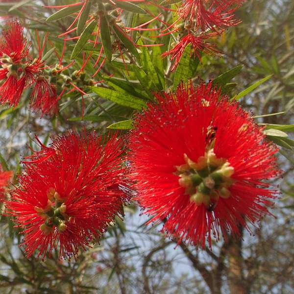 sbbj-plants-bottle-brush-plant-16968650588300_600x600