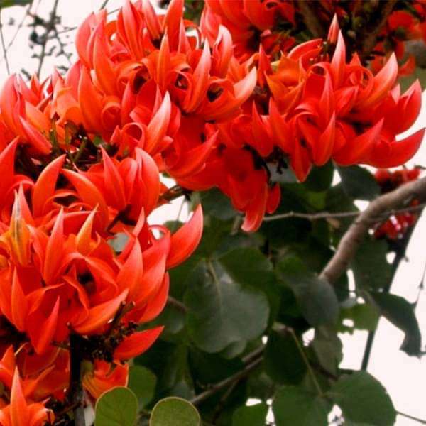 sbbplants-palash-butea-plant-16969156100236_600x600