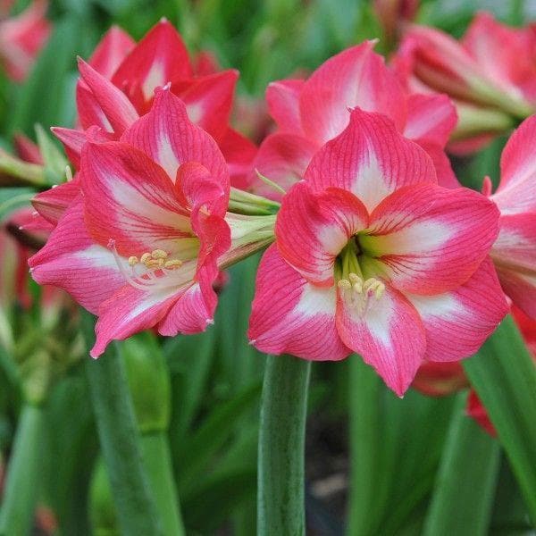 sbe-amaryllis-lily-mix-color-plant_600x600