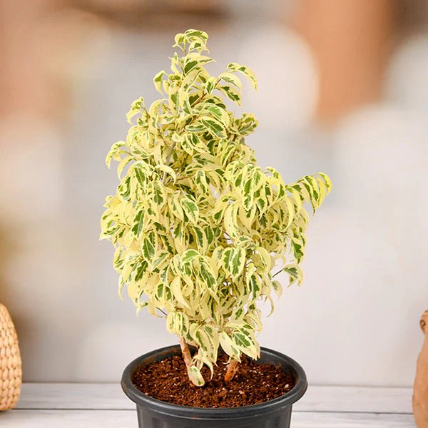 sbh-g-ficus-starlight-ficus-benjamina-plant-419736_600x600
