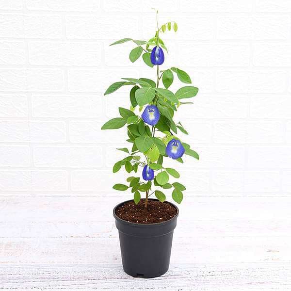 sbnvmc-clitoria-ternatea-gokarna-blue-plant-697372_600x600