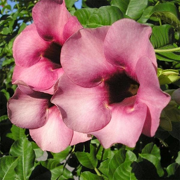 sbs-plants-allamanda-tiger-peach-orange-plant_600x600