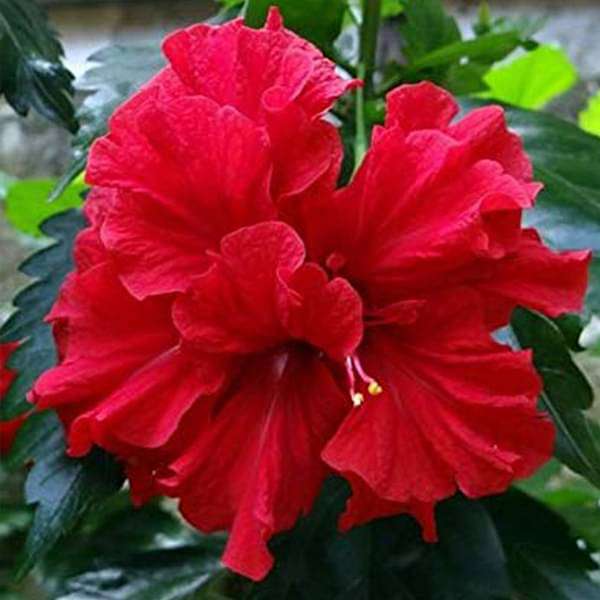 sbsb-plants-hibiscus-gudhal-flower-red-double-plant-16968931901580_600x600