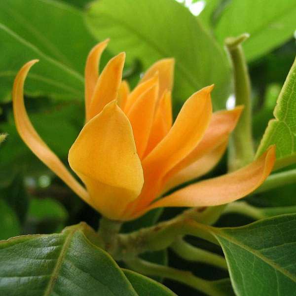 sbv-plants-michelia-champa-son-champa-orange-grown-through-seed-plant-16969026633868_600x600