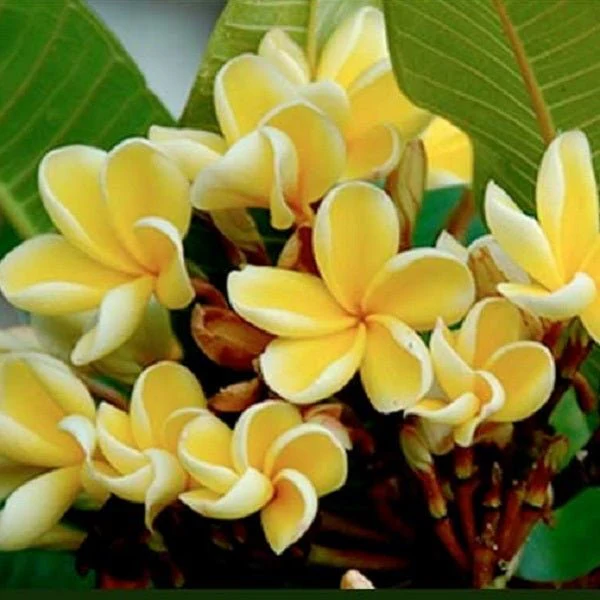 sda-plumeria-champa-yellow-225233_600x600