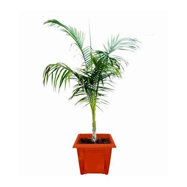 seb-royal-palm-roystonea-regia-plant_600x600