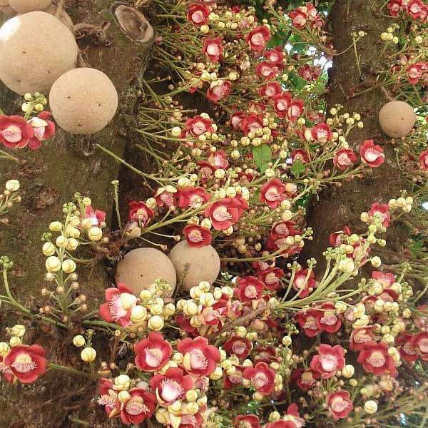 snj-plants-kailashpati-cannon-ball-tree-plant-16968974631052_600x600
