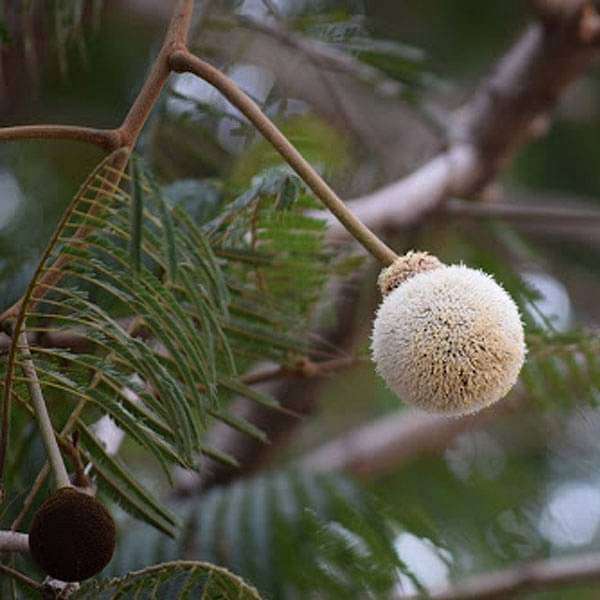 snn-plants-parkia-biglandulosa-badminton-ball-tree-plant-16969158852748_600x600
