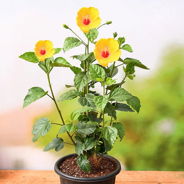 snnnn-g-Hibiscus-GudhalFlower-Yellow-red-Plant-797933_600x600