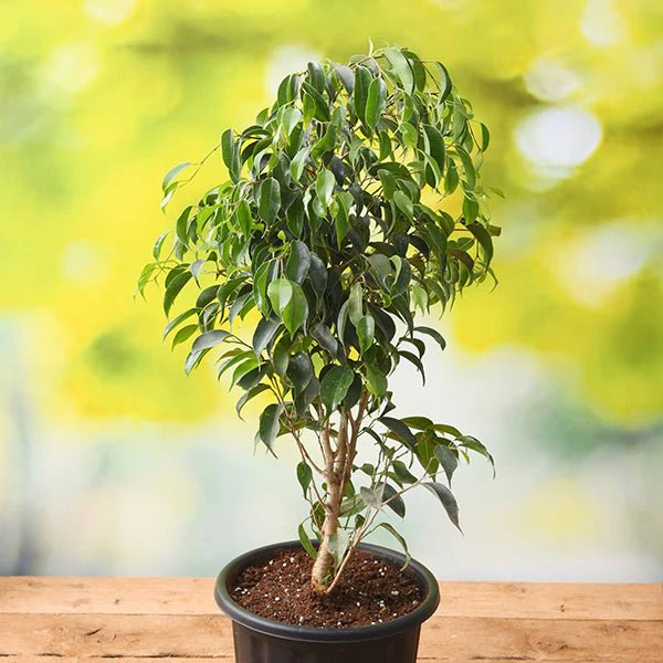 ssbb-g-ficus-benjamina-weeping-fig-plant-204240_600x600
