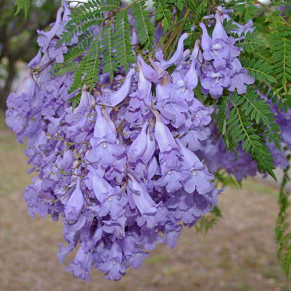 sss-plants-neel-mohar-jacaranda-mimosifolia-plant-16969043378316_600x600