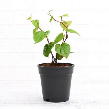 Piper Betel, Maghai Paan - Plant