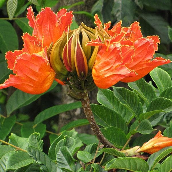 ssss-spathodea-campanulata-fountain-tree-plant_600x600