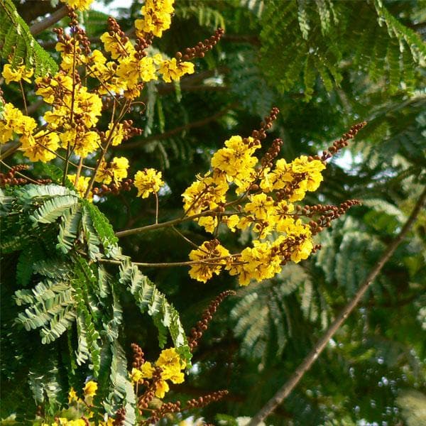 ssssa-peltophorum-peela-gulmohar-plant_600x600