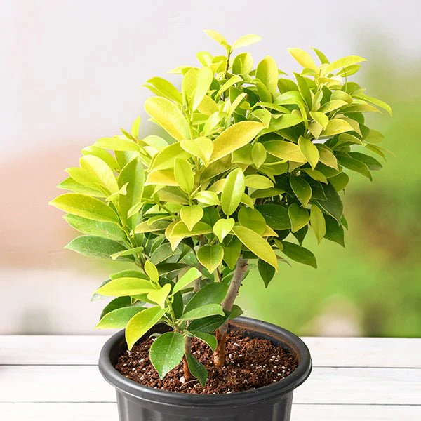 sssssd-g-ficus-panda-plant-833985_600x600