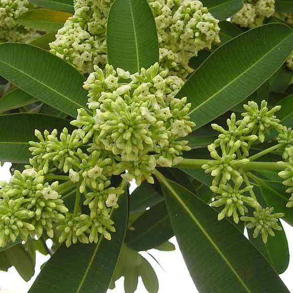 sv-plants-alstonia-scholaris-dita-tree-saptaparni-plant-16968585969804_600x600