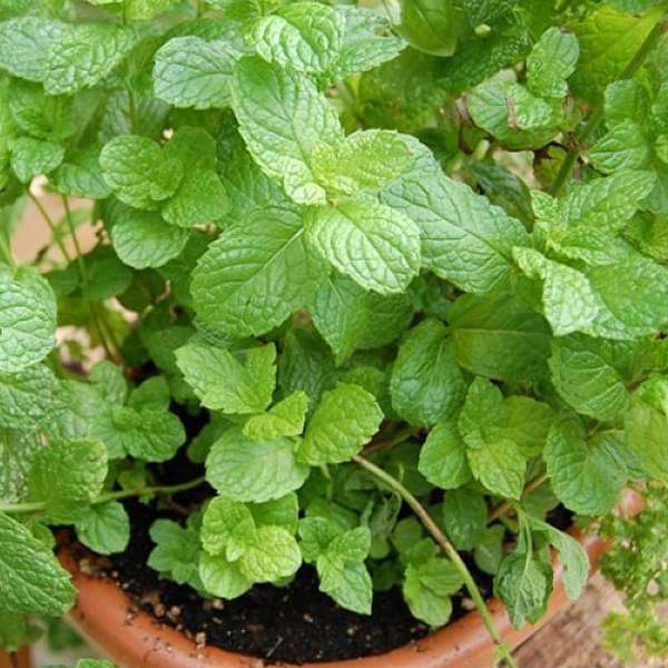 svb-plants-common-mint-plant-pudina-plant-16968793620620_600x600