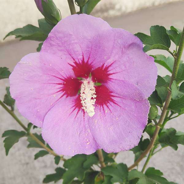sxz-plants-hibiscus-gudhal-flower-purple-plant-16968932229260_600x600
