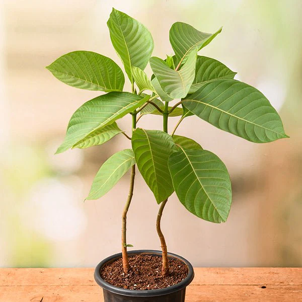szz-g-kadam-tree-kadamb-plant-344011_600x600