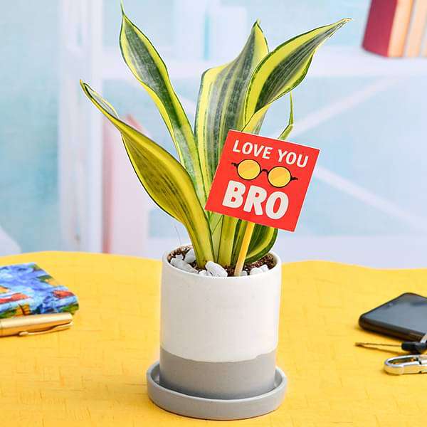 trb-gifts-beautiful-sansevieria-for-brothers-love-16968618180748_600x600
